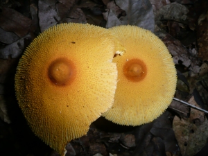 Funny fungi